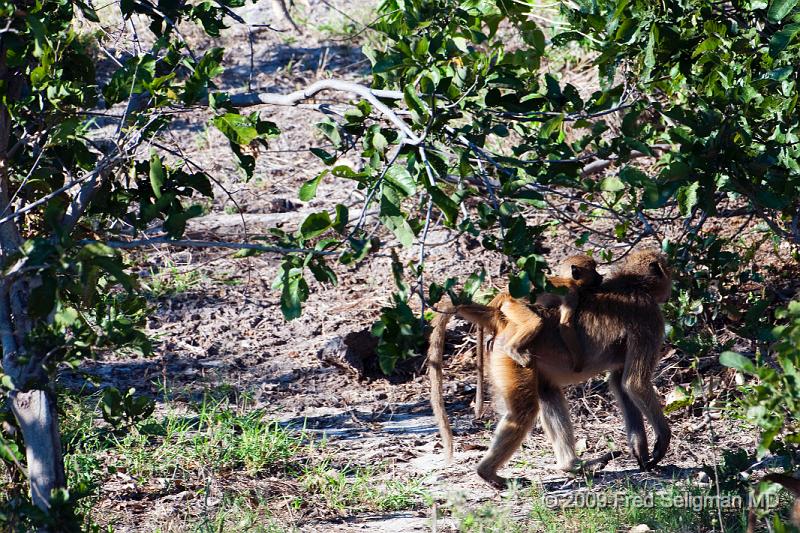 20090617_094941 D300 (2) X1.jpg - Baboons are weaned at about 1 year of age